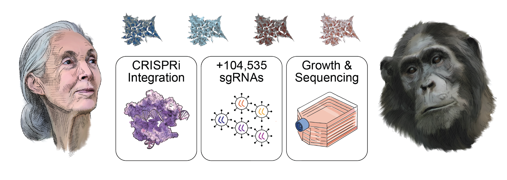 Graphical workflow of genome‑wide CRISPR screen in human and chimpanzee cortical organoids