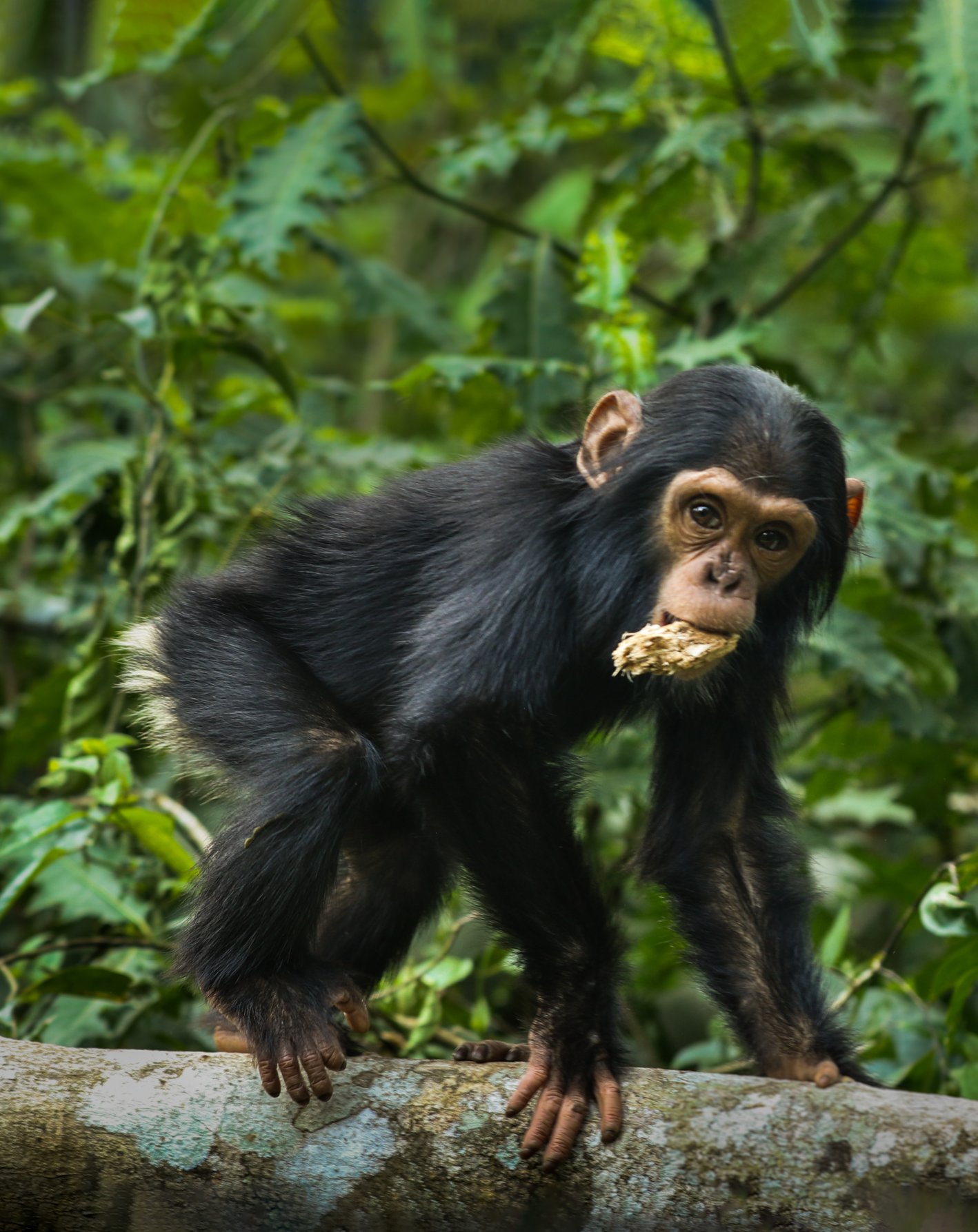 Young chimpanzee in forest
