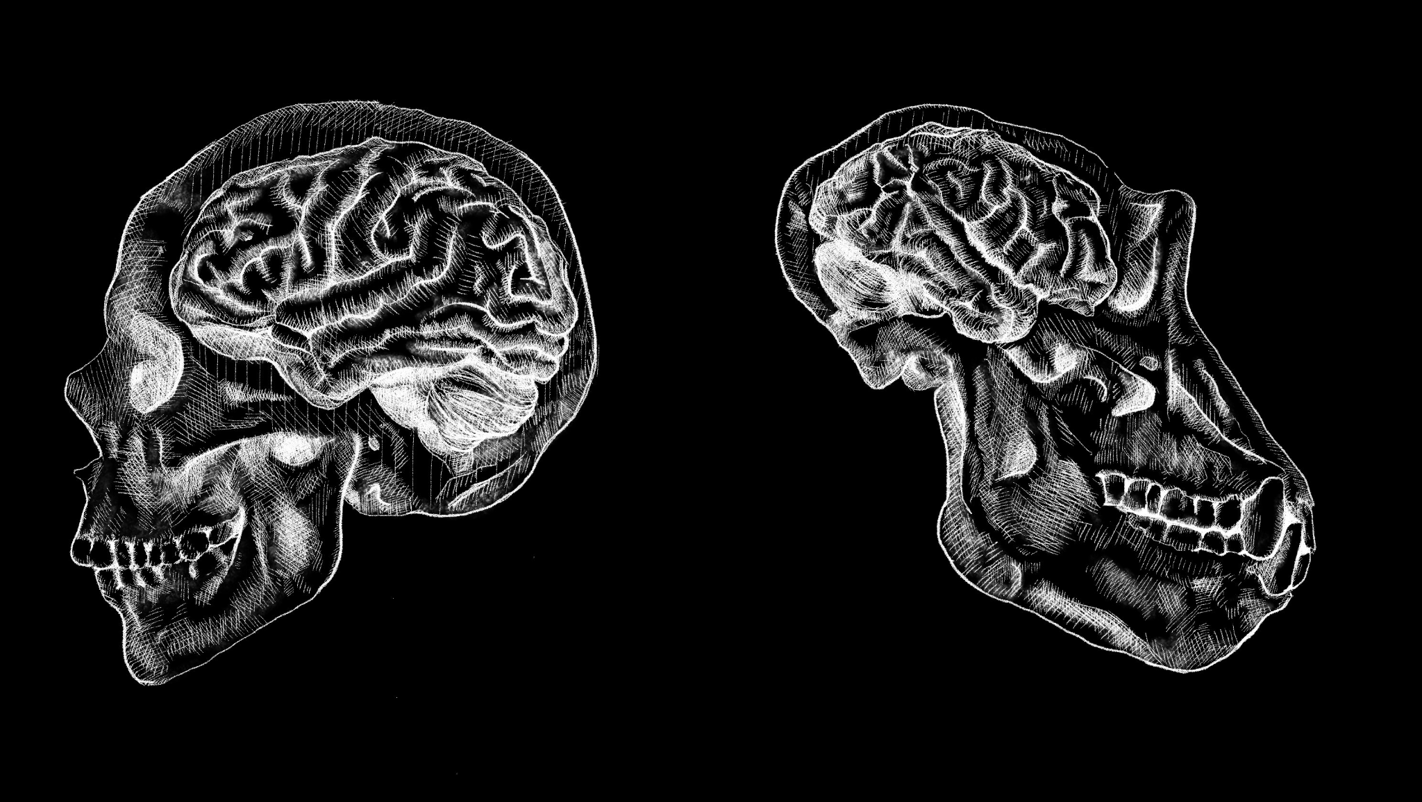 Human and chimpanzee skulls facing each other